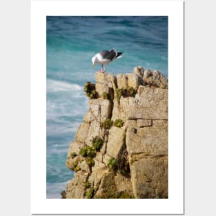 Seagull on Rocks Posters and Art